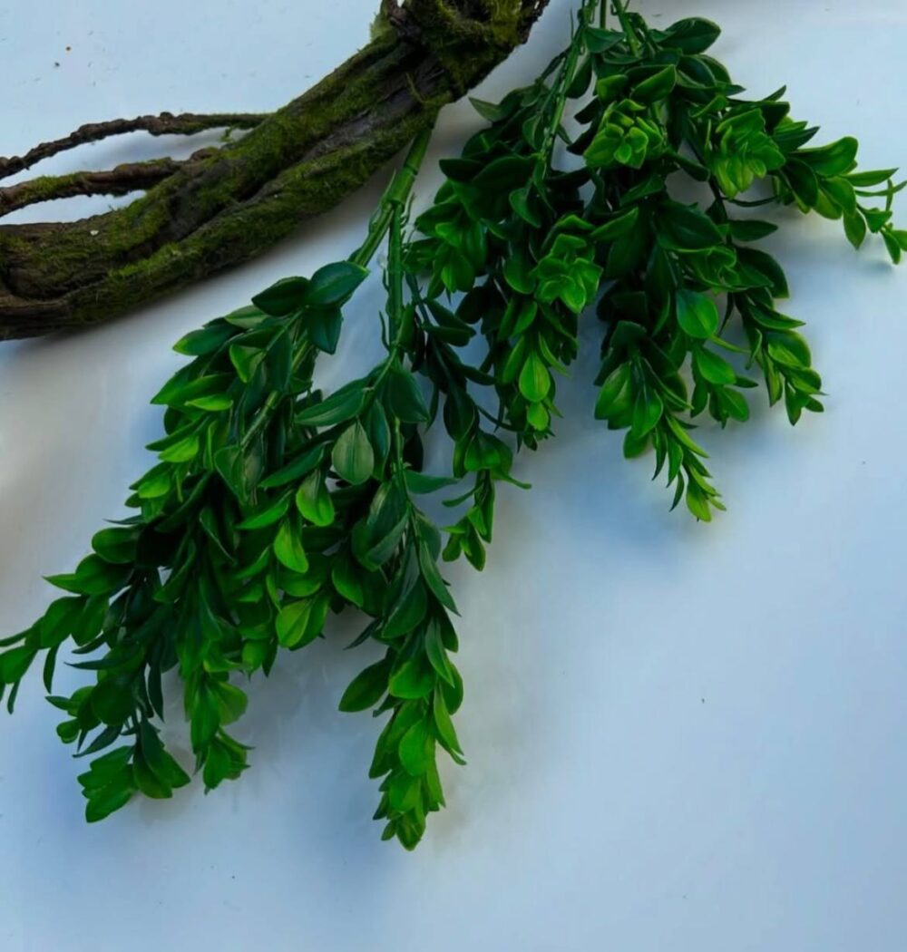 Самшит широколистий