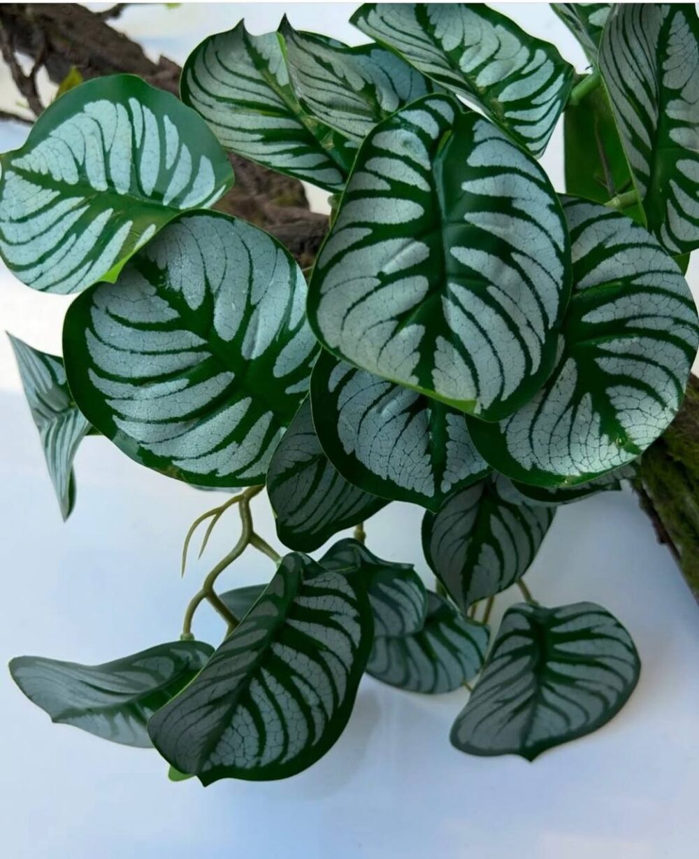 Калатея міні ліана