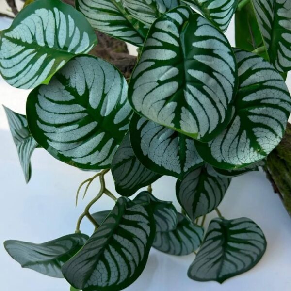 Калатея міні ліана