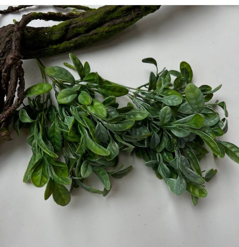 Капуста кущова