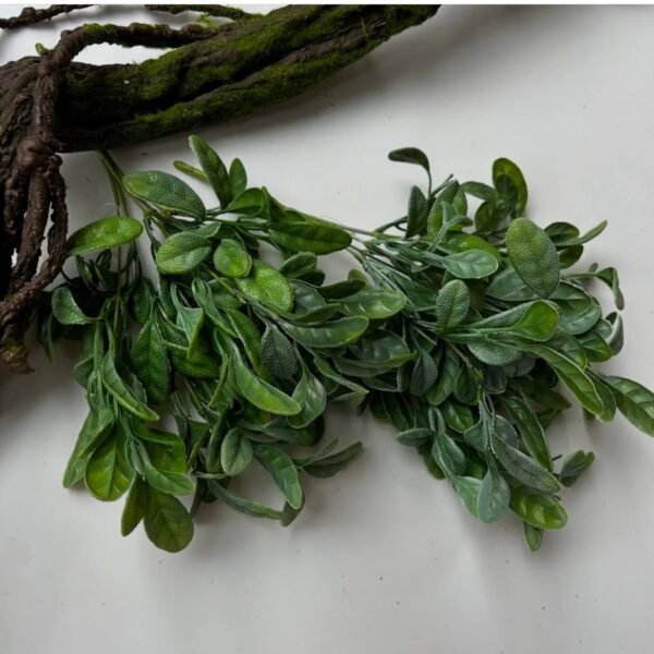 Капуста кущова