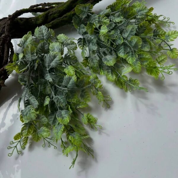 Монстерка кущова