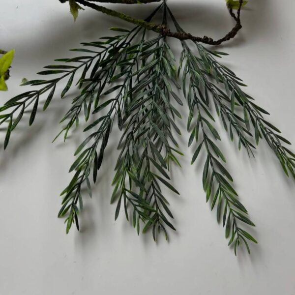 Розмарин одиночний