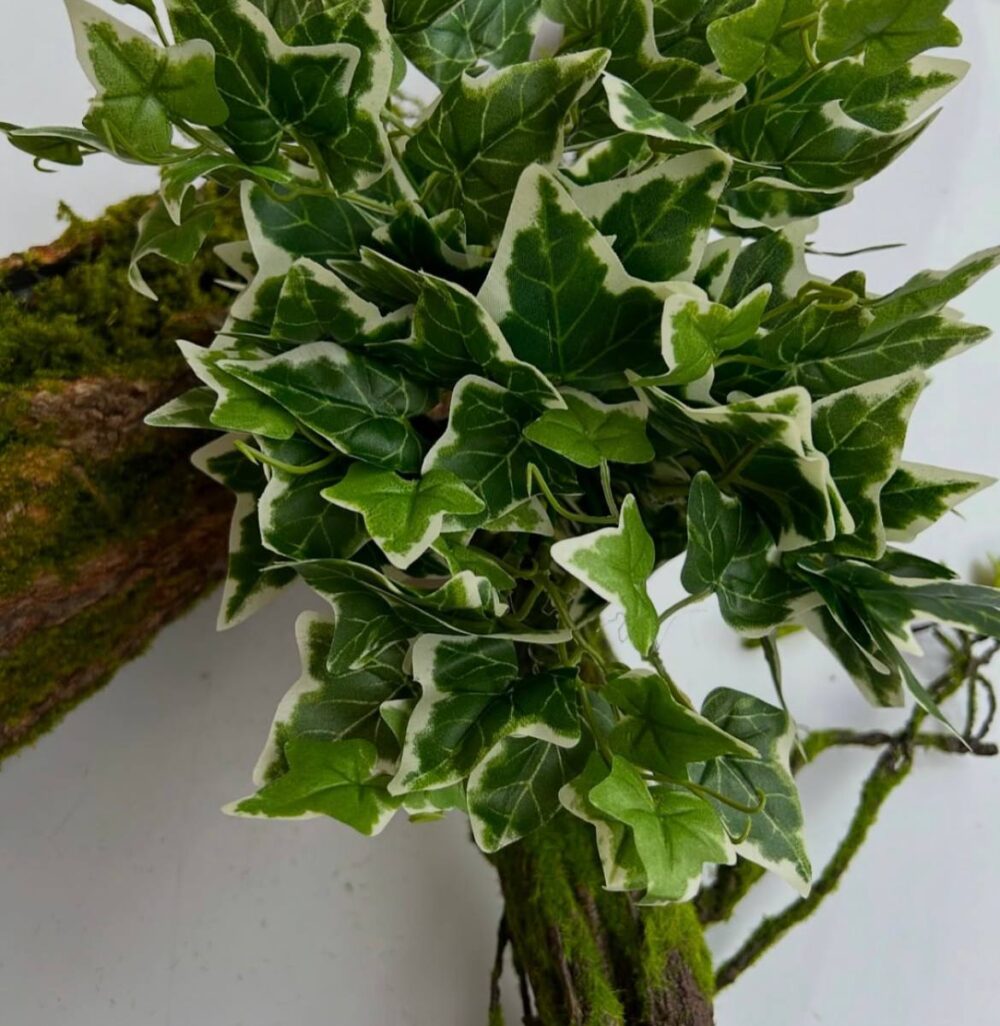 Плющ кущовий