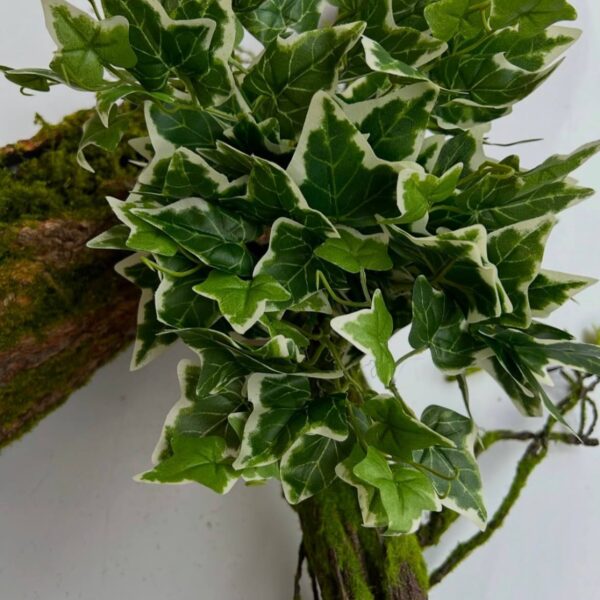 Плющ кущовий