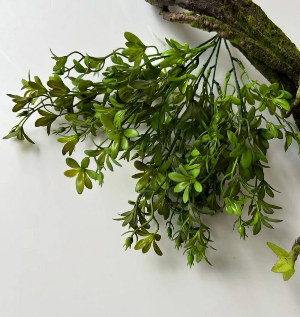 Самшит квітучий