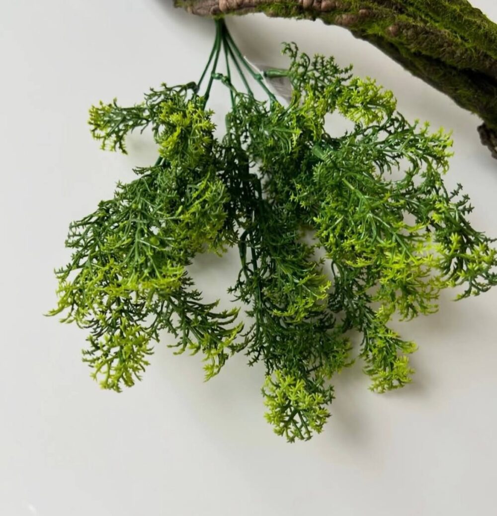 Ісландський мох