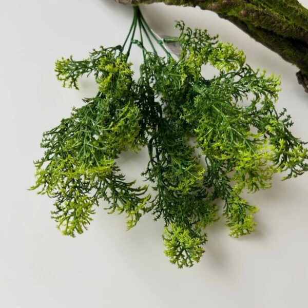 Ісландський мох