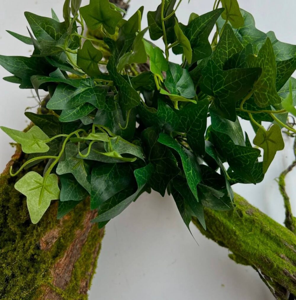 Плющ кущовий