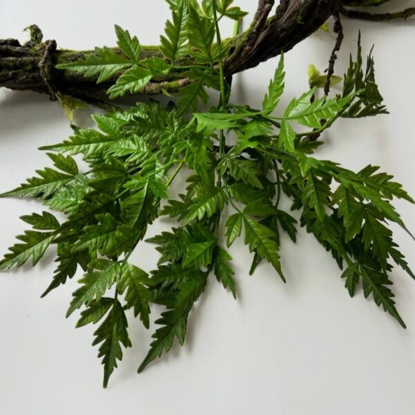 Кропива кущова