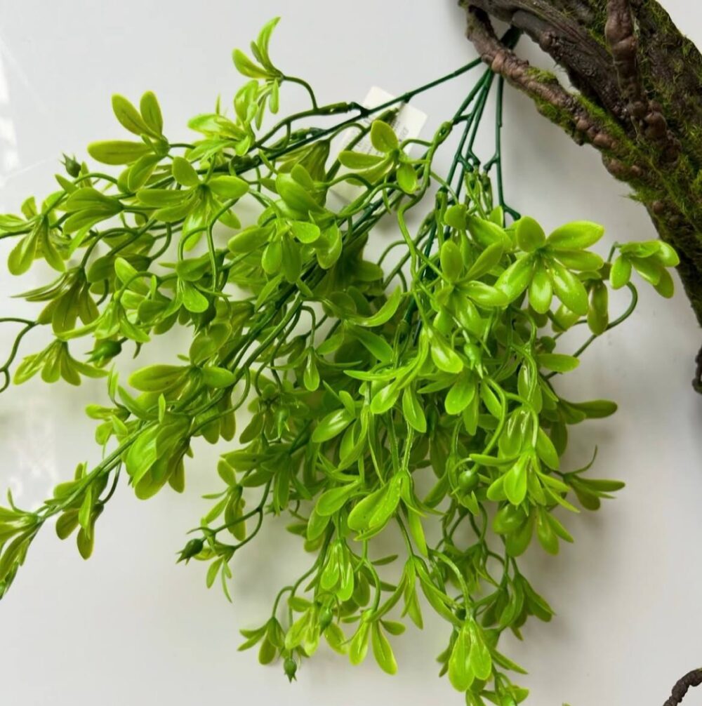 Самшит квітучий