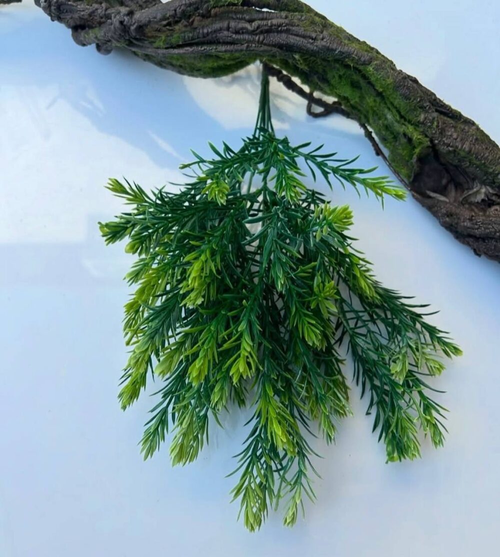 Розмарин звичайний