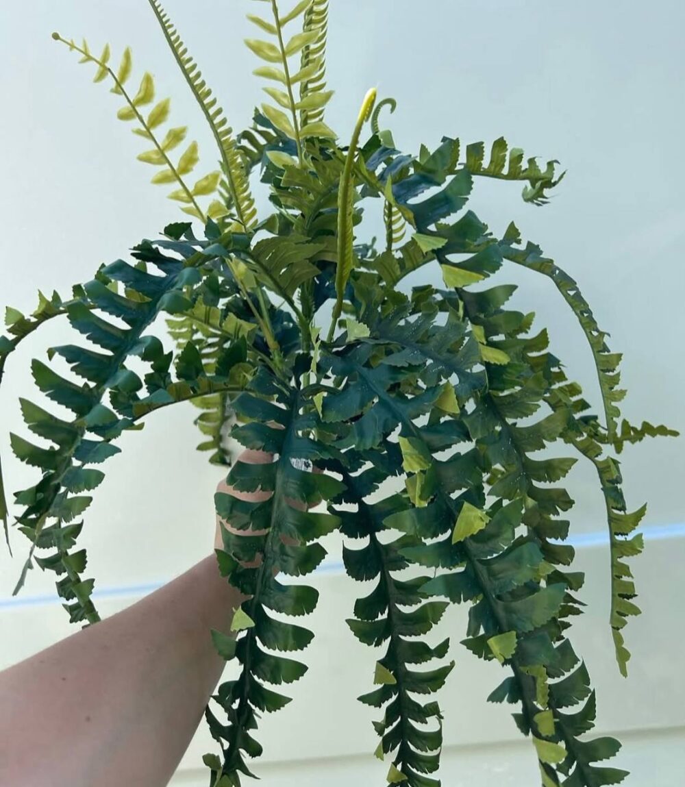 Папороть декоративна