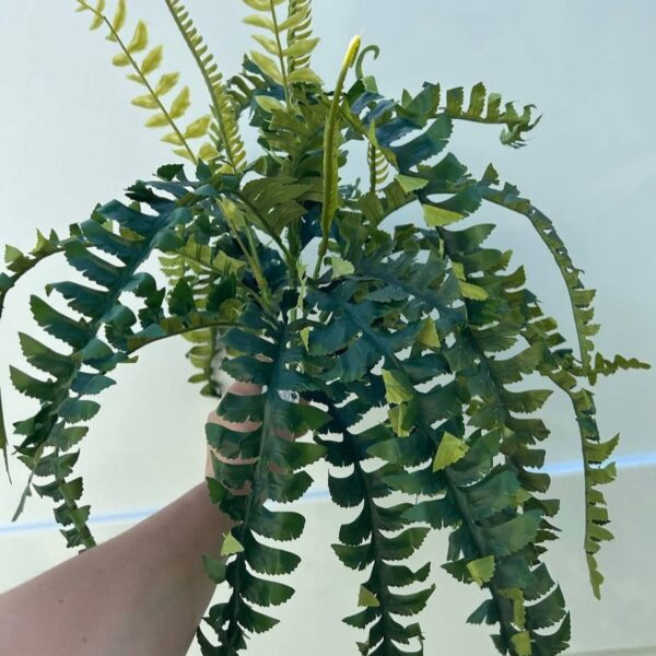 Папороть декоративна