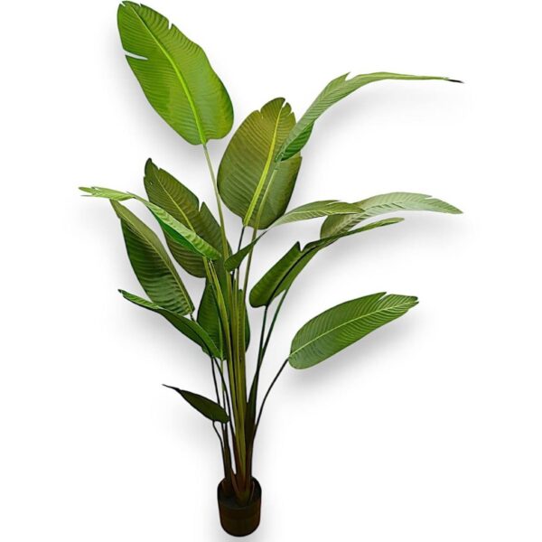 Вазони, дерева