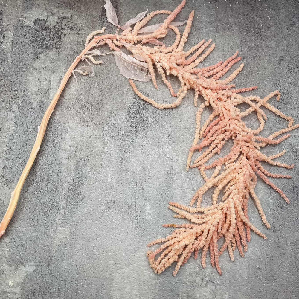 Амарант стабілізований рожевий