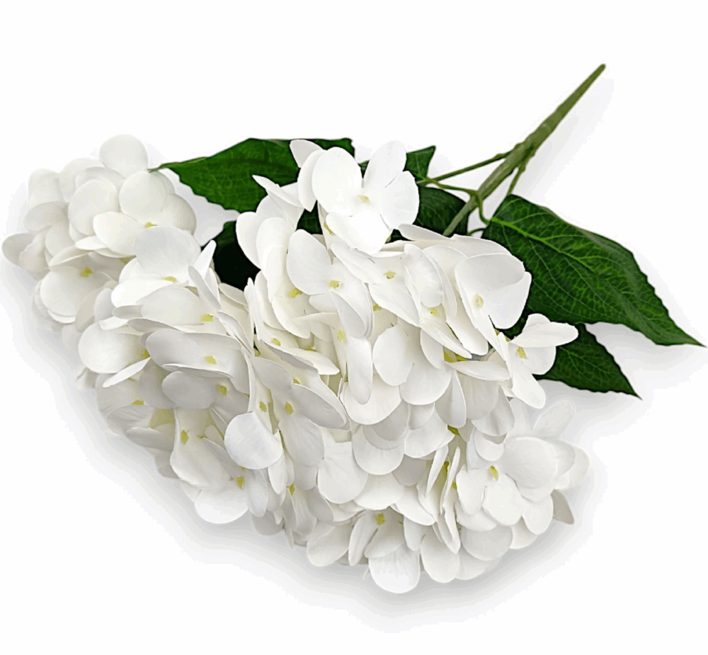 Гортензія короліваська білосніжна - Зображення 3