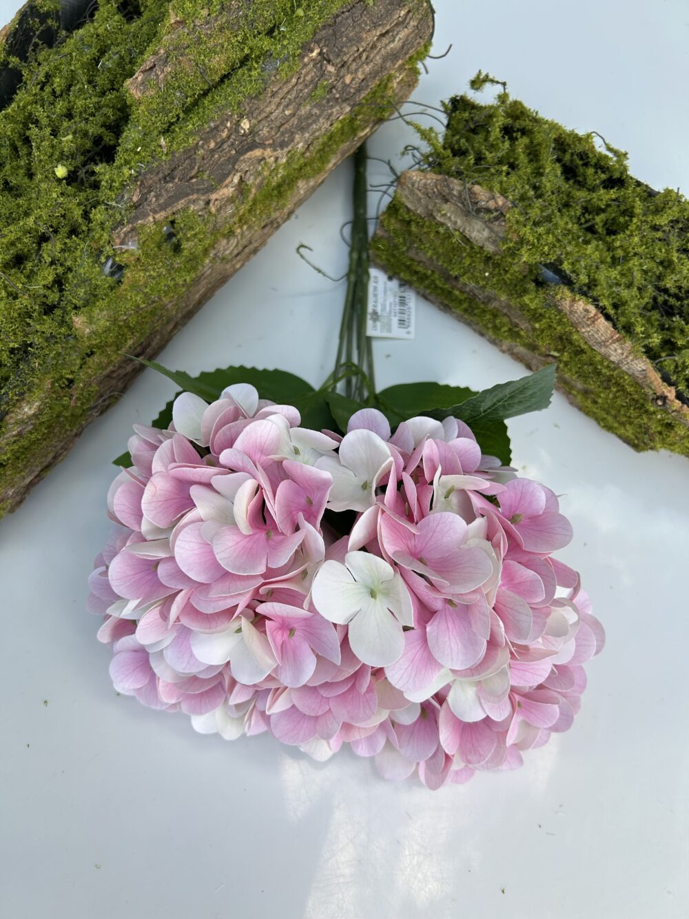 Гортензія королівська рожево-біла