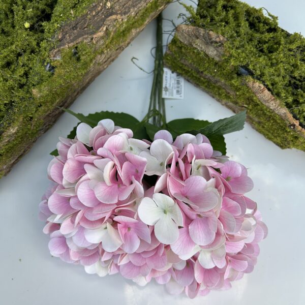 Гортензія королівська рожево-біла
