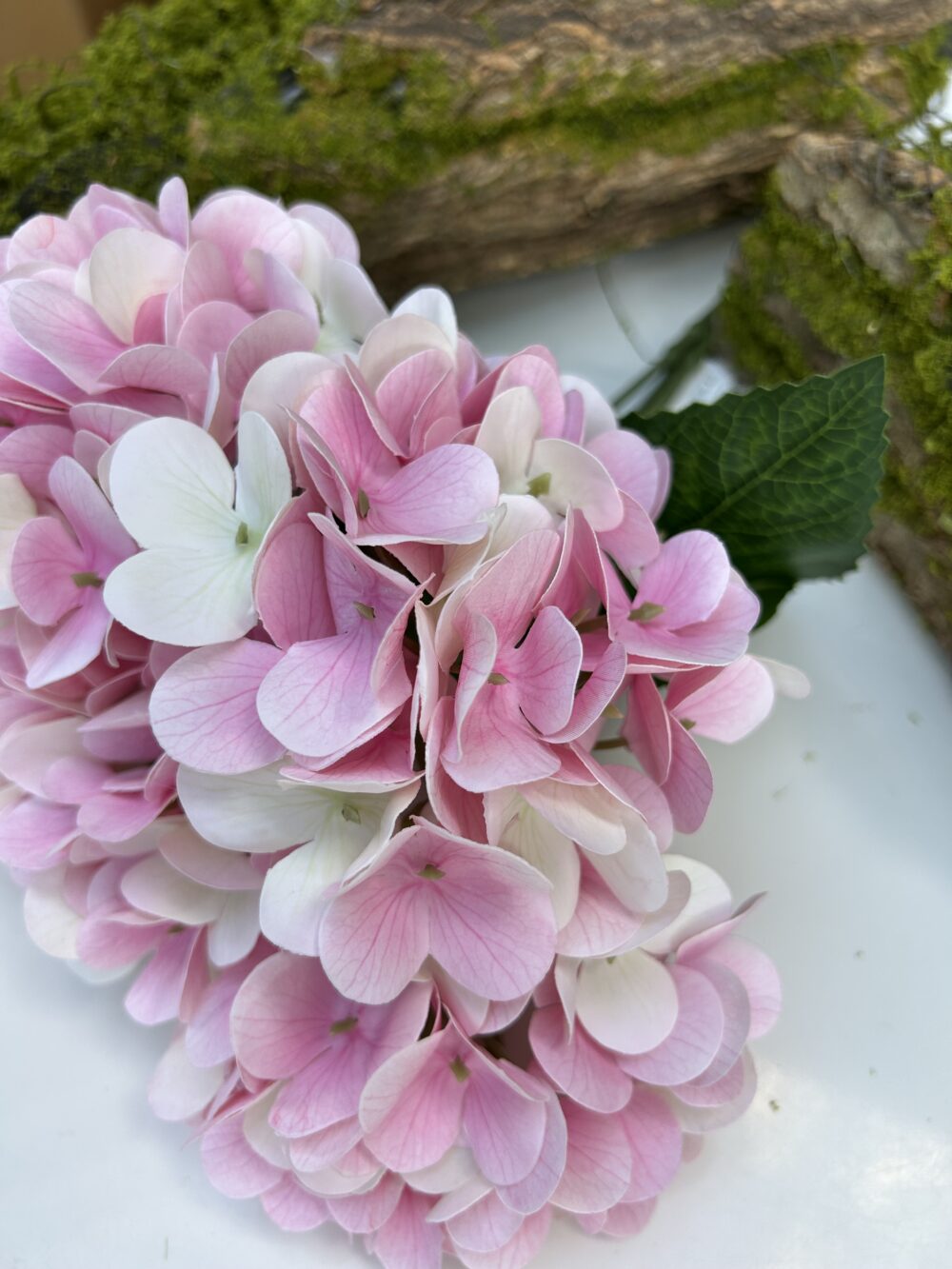 Гортензія королівська рожево-біла - Зображення 3