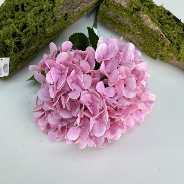 Гортензія королівська рожева