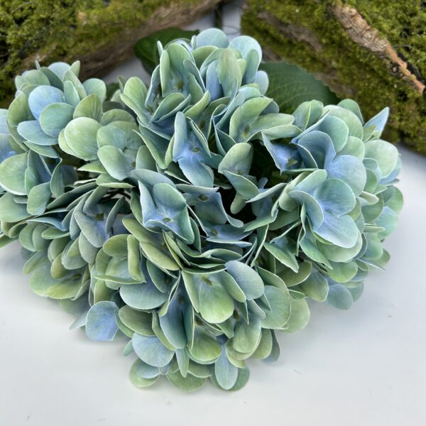 Гортензія королівська зелена