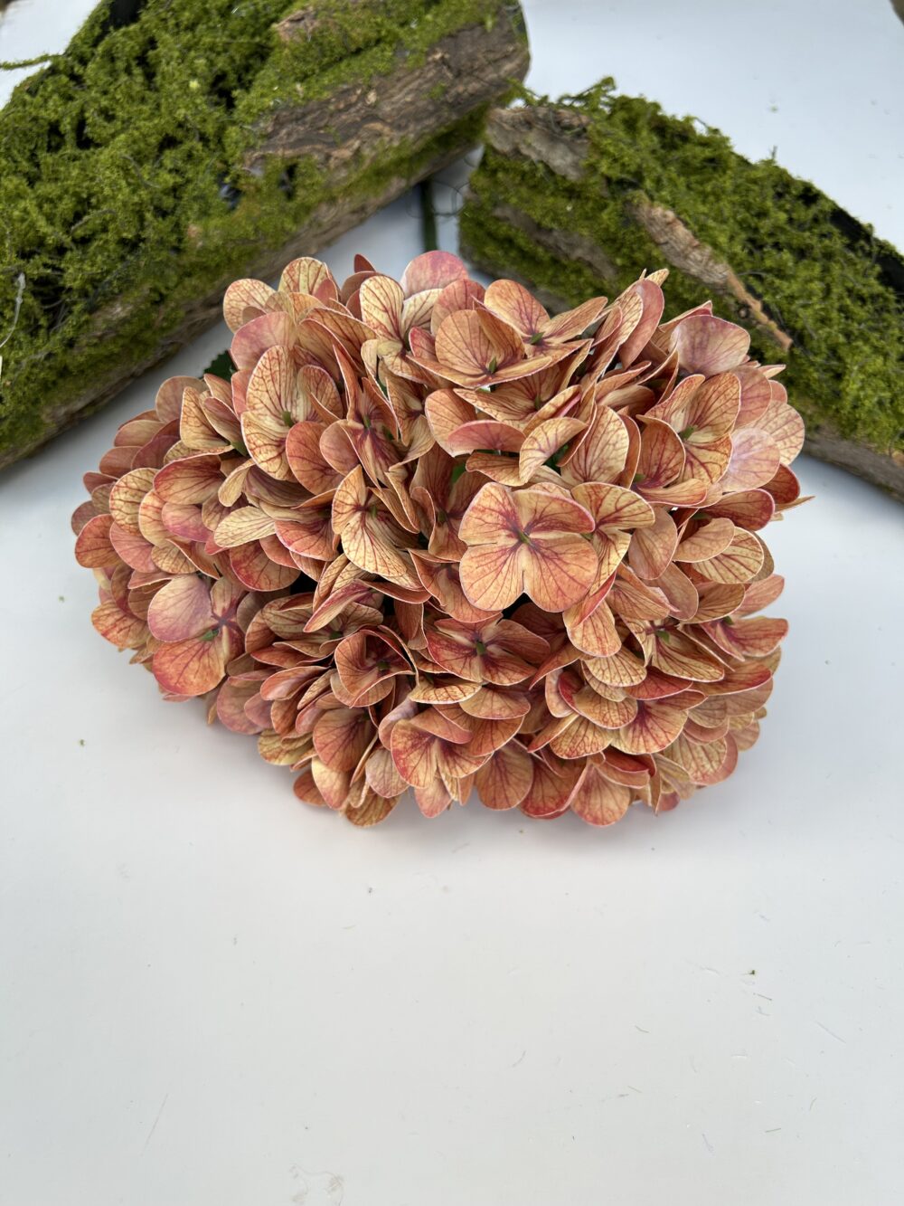 Гортензія королівська памаранчева