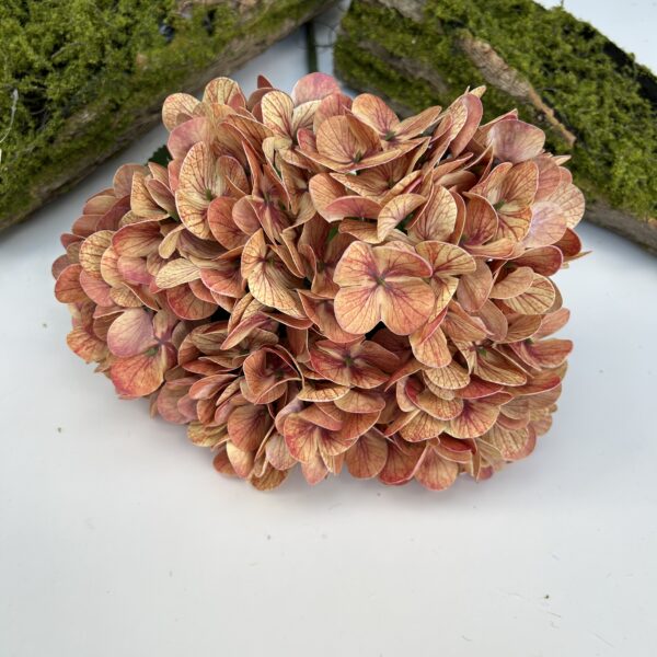 Гортензія королівська памаранчева