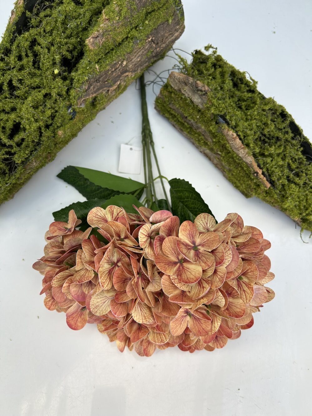 Гортензія королівська памаранчева - Зображення 3