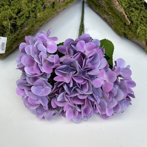 Гортензія королівська фіалкова