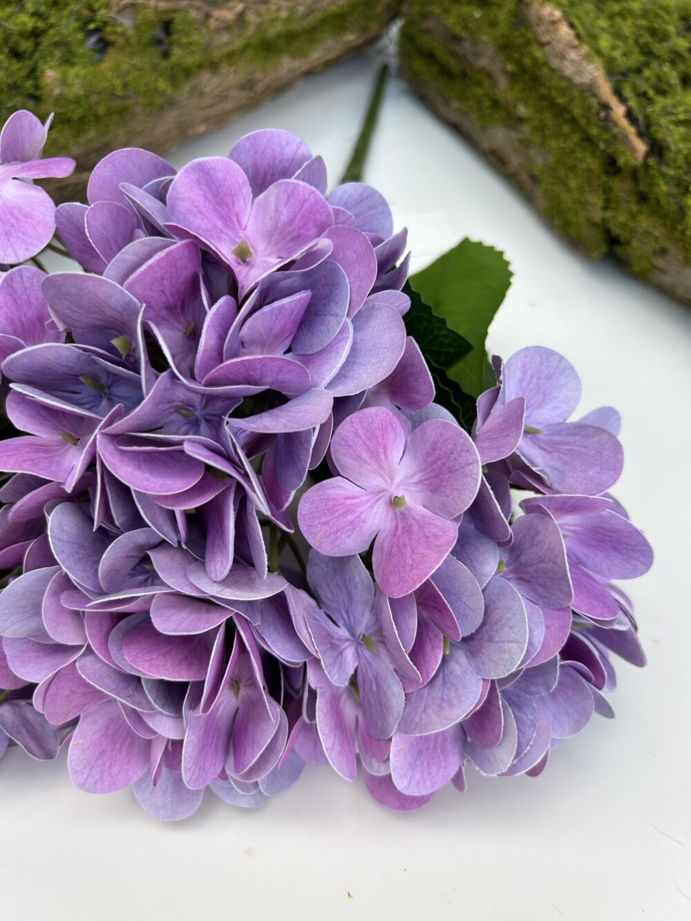 Гортензія королівська фіалкова - Зображення 2