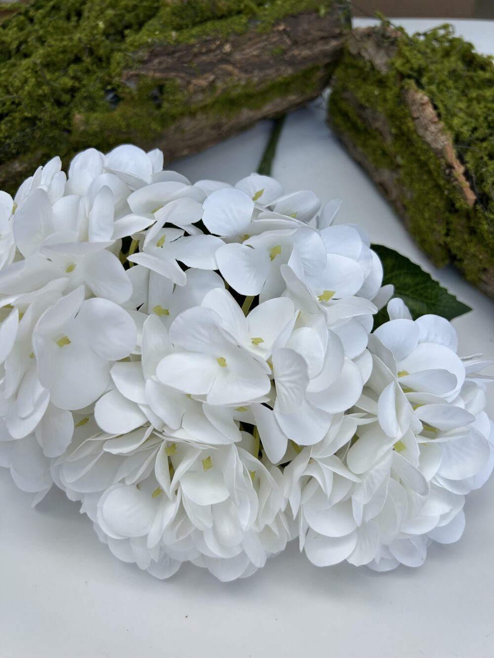 Гортензія короліваська білосніжна - Зображення 4