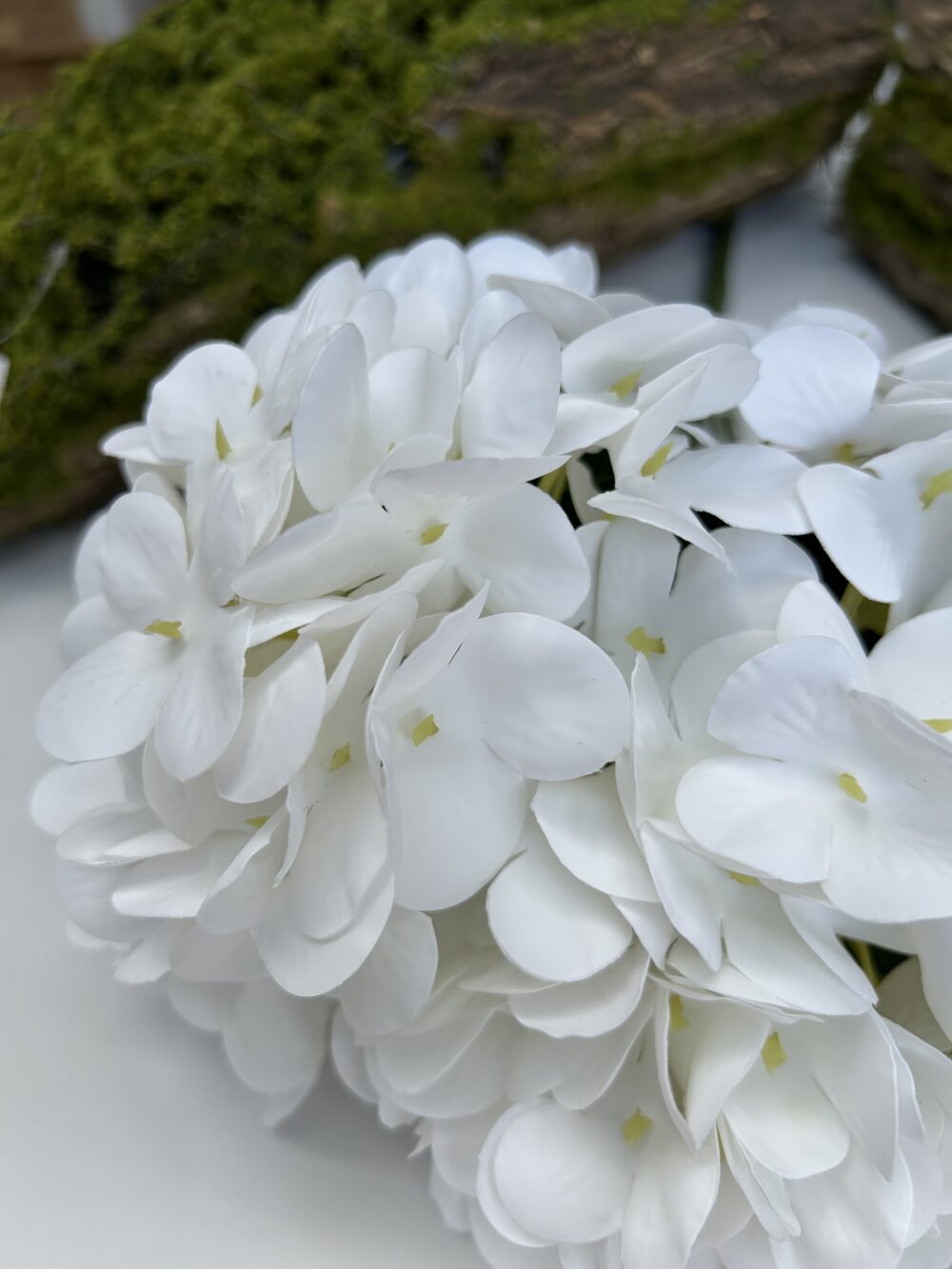 Гортензія короліваська білосніжна - Зображення 5