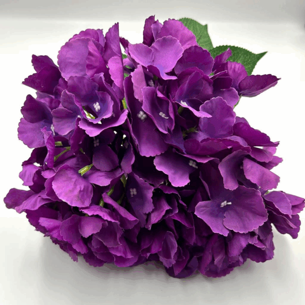Гортензія букетна фіалка