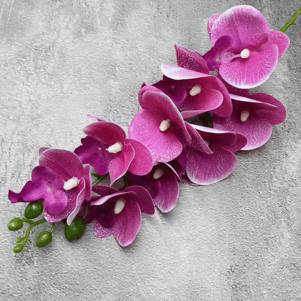 Орхідея фіалкова