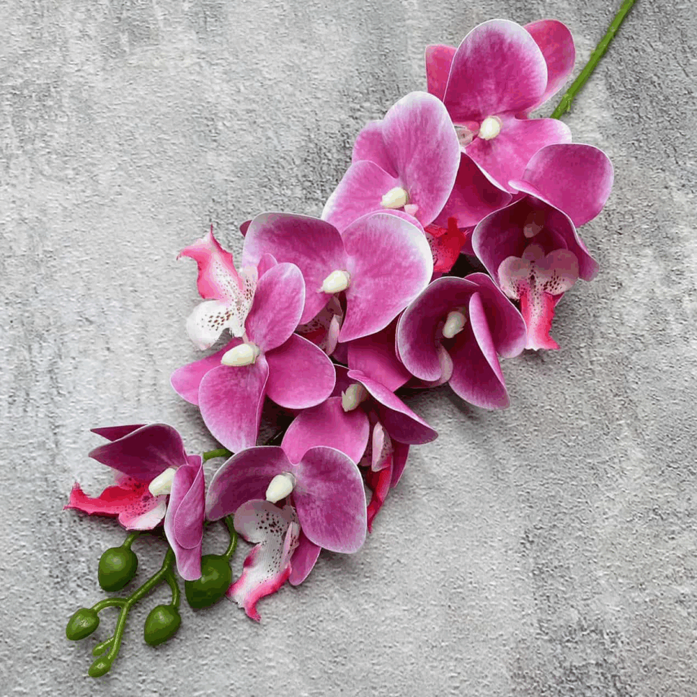 Орхідея бузкова