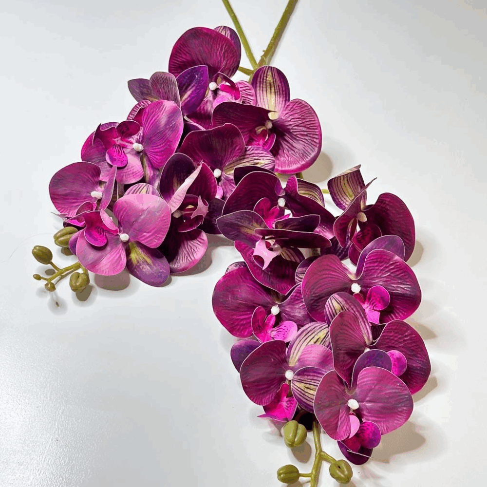 Орхідея малина