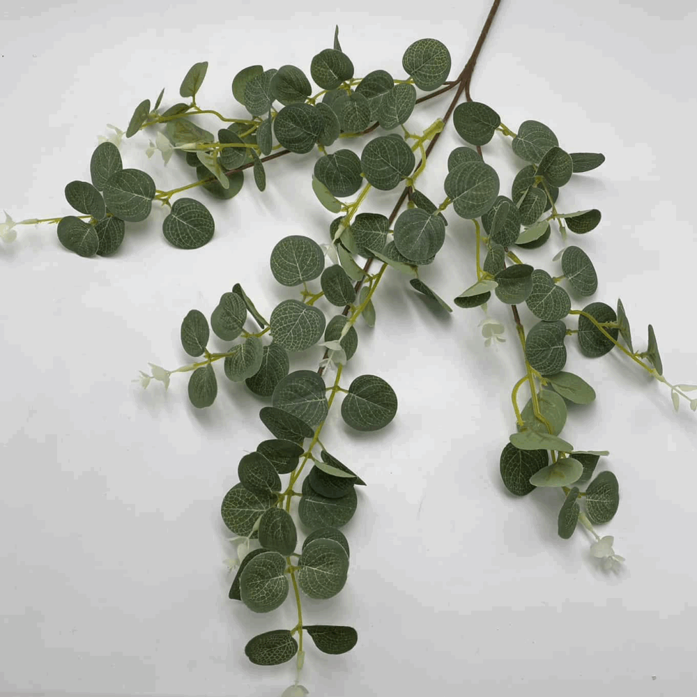 Гілка евкаліпту