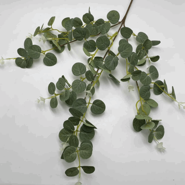 Гілка евкаліпту