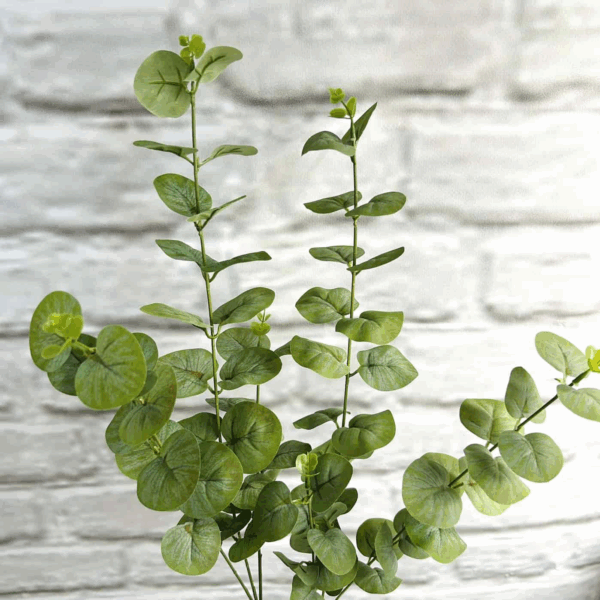 Евкаліпт світло-зелений