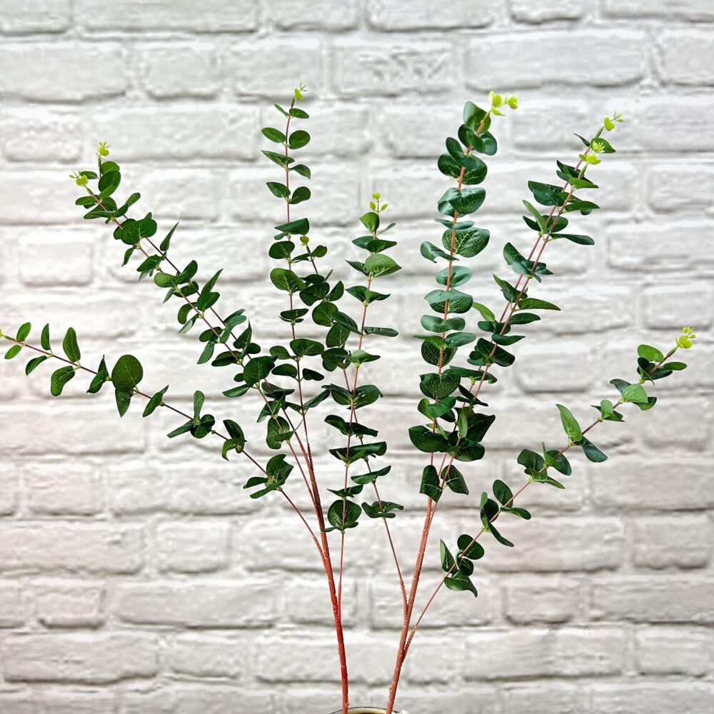 Евкаліпт гелевий високий