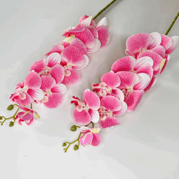 Орхідея рожева