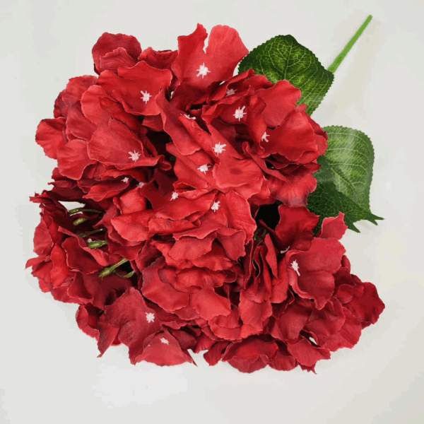 Гортензія кущова червона