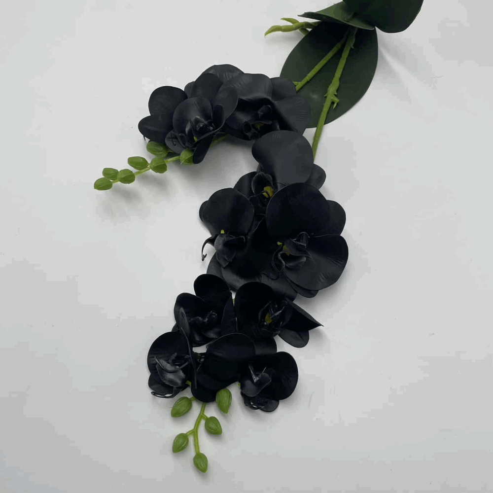 Орхідея кущова чорна