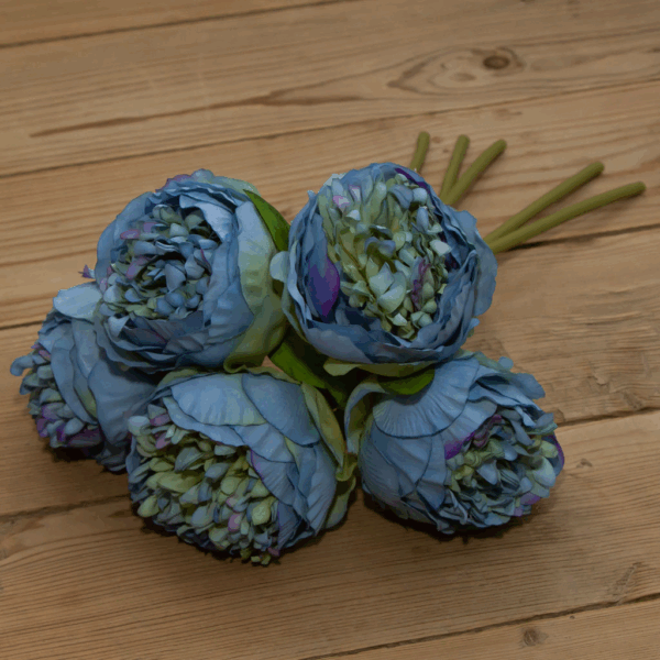 Піон голубий