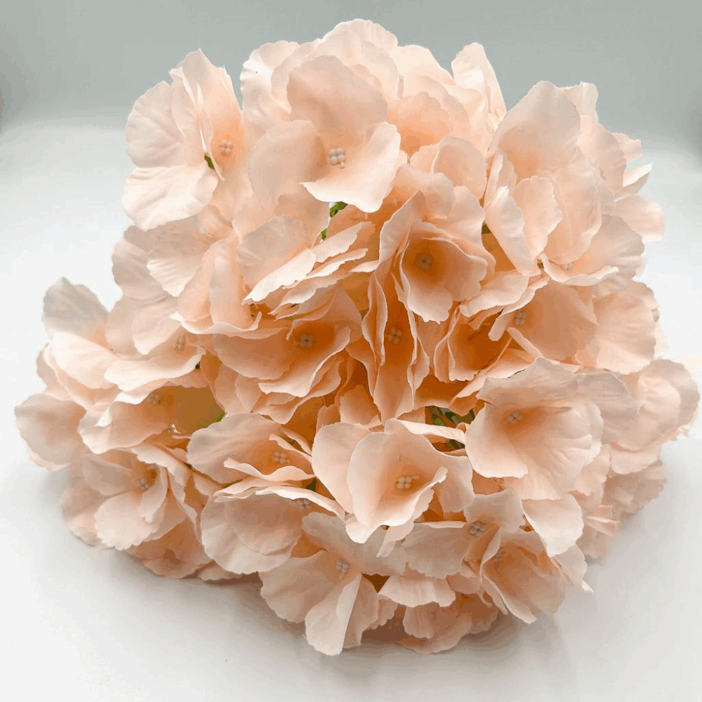 Гортензія букетна пудра