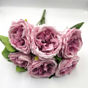 Троянда Девід Остін пудра