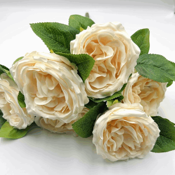 Троянда Девід Остін крем