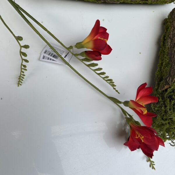 Фрезія червона