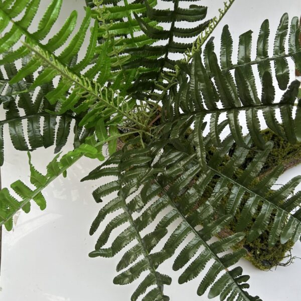 Папороть кущова